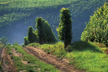 Sentier des Poètes, Soultzmatt, Canton de Rouffach, Haut-Rhin, Alsace